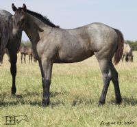 Hancocks Blu Babe's 2020 Filly